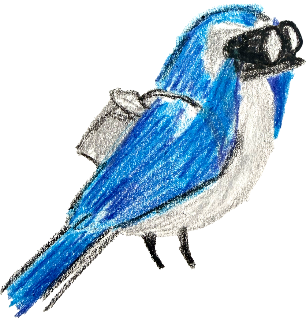 A scrub jay holding a pair of binoculars